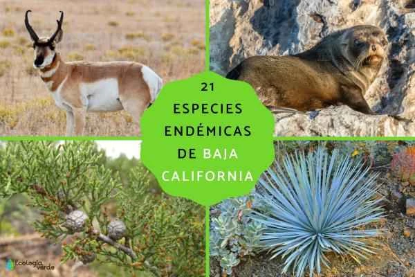 21 endemic species of the Baja California Peninsula: from ancient duprepare to pronghorn