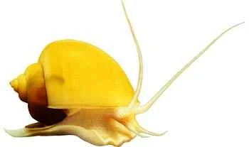 Golden apple snail (scientific name: Pomacea canaliculata) 福寿螺(学名:Pomacea canaliculata)