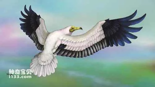The long-billed white vulture