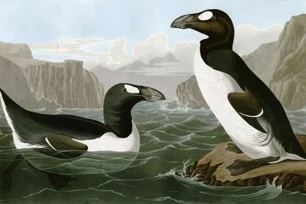 Great Auk: Causes of Extinction, Habitat and Diet - Description of the Great Auk