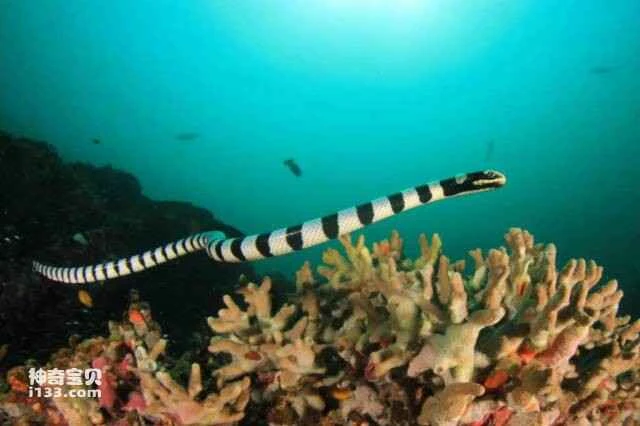 The World's Top Ten Snakes