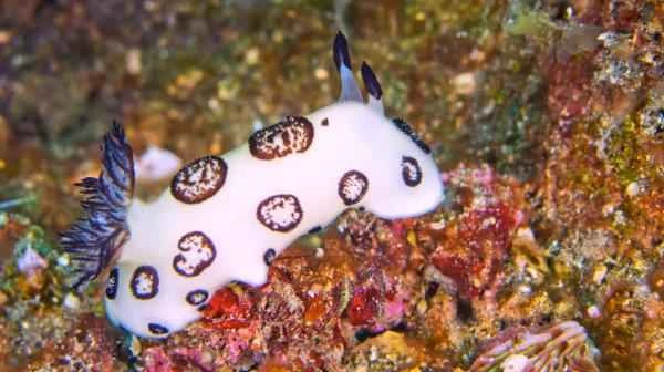 Conejo de mar: Quées, características and reproducción - Características del conejo de mar