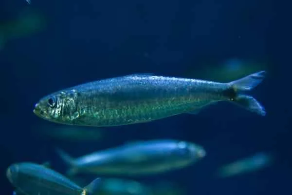Pelagic Fishes: What They Are, Characteristics, and Examples - Sardines