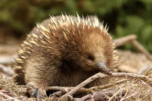 Spiky animals – Short-beaked echidna (Tachyglossus aculeatus)