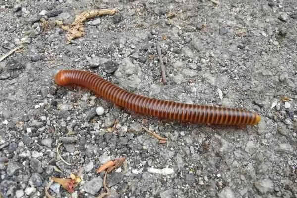 Animales con exoesqueleto - Milpiés (Diplopoda)