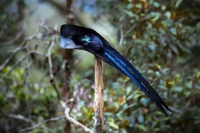 黑镰嘴鸟（Epimachus fastosus）又称黑镰嘴风鸟