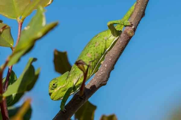 Types of Chameleons - Green Chameleon