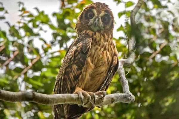 Owl species - Owl genus