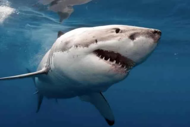 2024092515282652.jpeg 5.jpeg