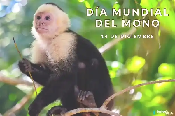 World Monkey Day: Time and Significance