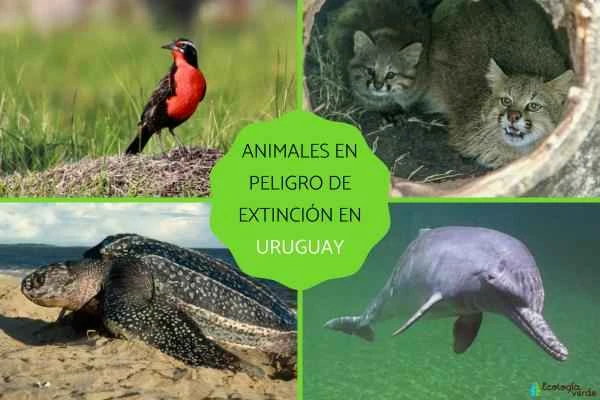 List of endangered animals in Uruguay and their conservation status
