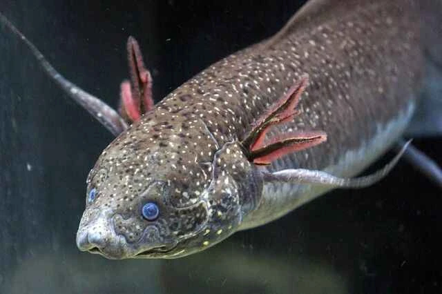 Lungfish, also known as shortfin lungfish or East African lungfish 鳃肺鱼又称为短鳍肺鱼、东非肺鱼