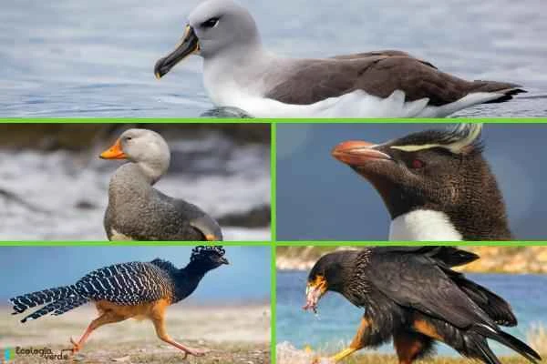 Aves de Argentina - Aves argentinas en peligro de extinción