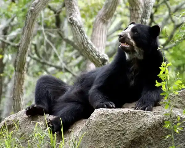 A list of endangered animals in Peru: 20 species that are disappearing.