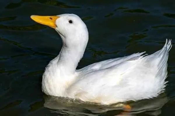 Types of ducks - domestic ducks