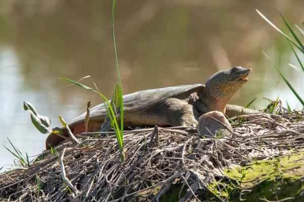 Chinese Animals - Shanghai Soft-shelled Turtle