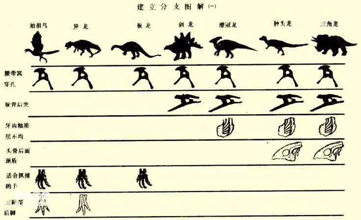 Branching of dinosaurs and the origin of birds