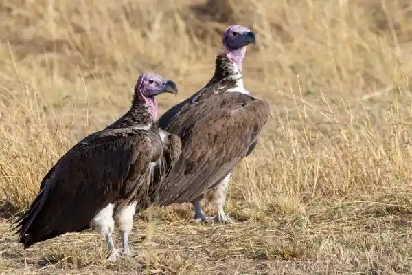 2025083014740183.webp 5.webp