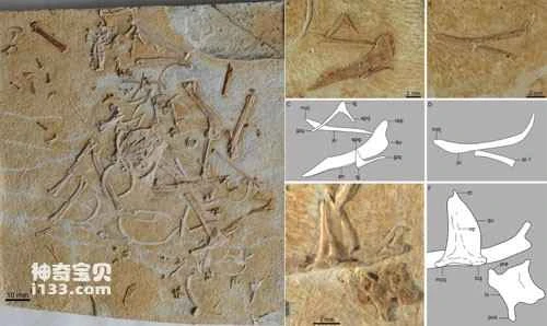 New advances in the evolution of bird skulls