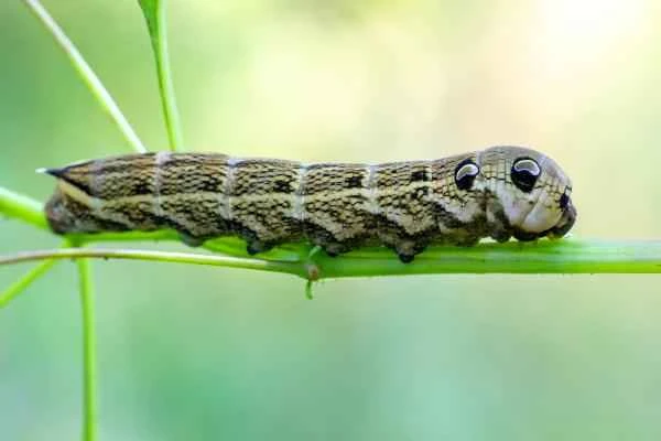 Tipos de orugas - Oruga de gran esfinge morada (Deilephila elpenor)