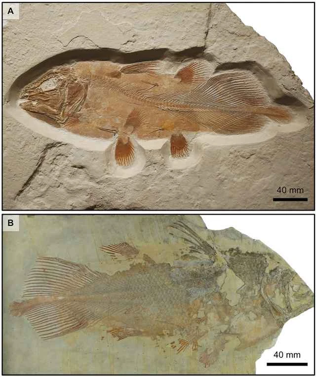 腔棘鱼（Coelacanth）