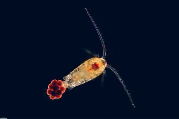 Copepods: What they are, their classification, characteristics, and ecological significance
