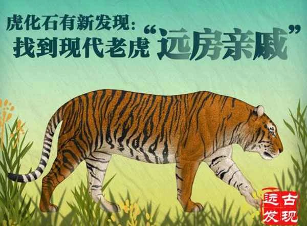 New tiger fossils have been discovered, revealing a distant relative of the modern tiger.