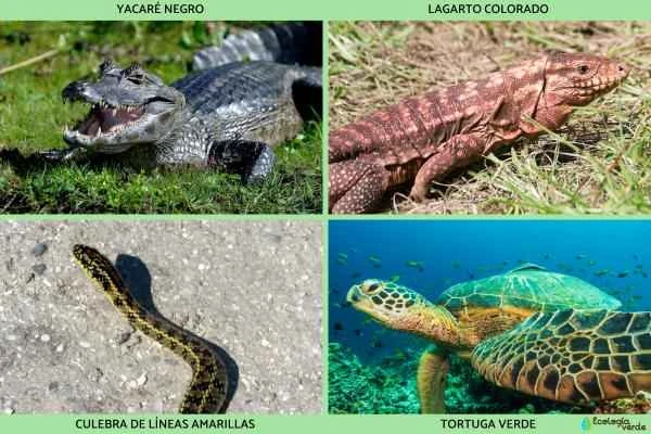 Argentine Reptiles - Other Reptiles in Argentina