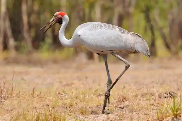 2025123191827801.webp 16.webp