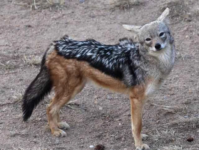 豺（Cuon alpinus）