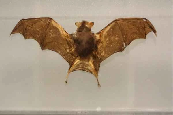 Bat species - Kitty Hog-nosed Bat (Craseonycteris thonglongyai)