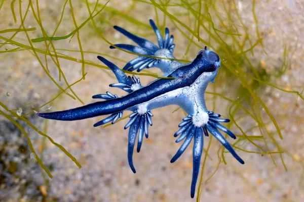 Blue Dragon (Glaucus atlanticus): Size, Anatomy, Diet and Toxicity