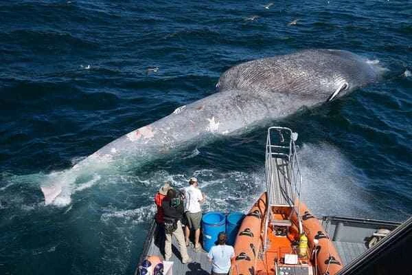 Of the world's ten largest whales, I bet you only know the blue whale.