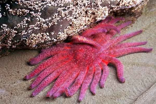 The endangered sunflower starfish (Pycnopodia helianthoides) of Baja California.
