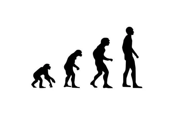 Animales bípedos: definición and ejemplos - Ser humano (Homo sapiens sapiens)