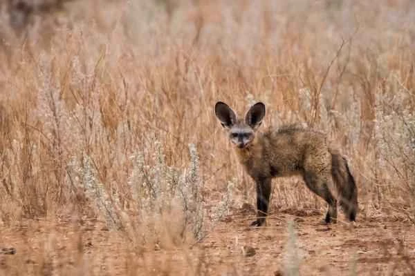 Tipos de zorros - Zorro orejudo (Otocyon megalotis)