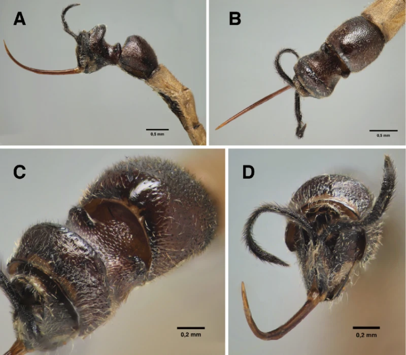Giant stinging wasp (Clistopyga crassicaudata): A deadly parasitic wasp
