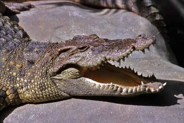 Endangered Crocodile - Critically Endangered Siamese Crocodile