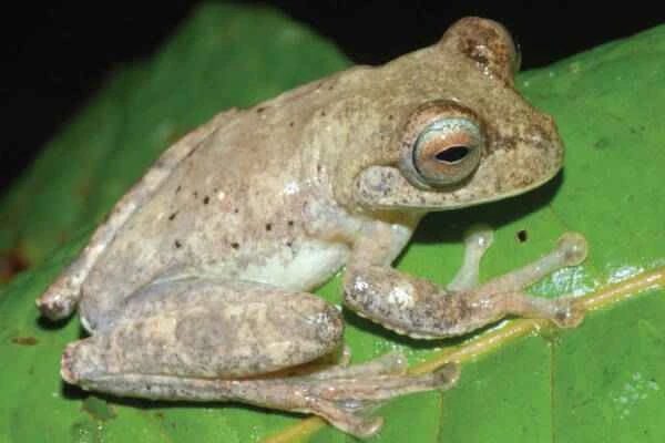 Twenty newly discovered amazing animals that will broaden your horizons.