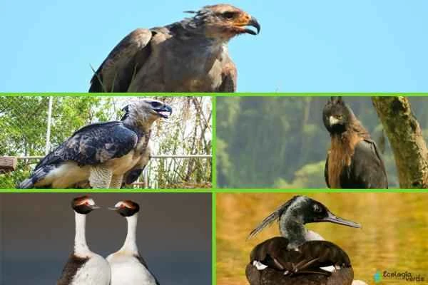 Aves de Argentina -