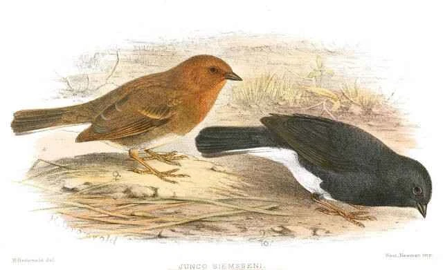 Life habits and characteristics of the Philtia