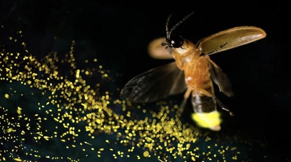 Fireflies: Exploring Nature's Glowing Spirits at Night