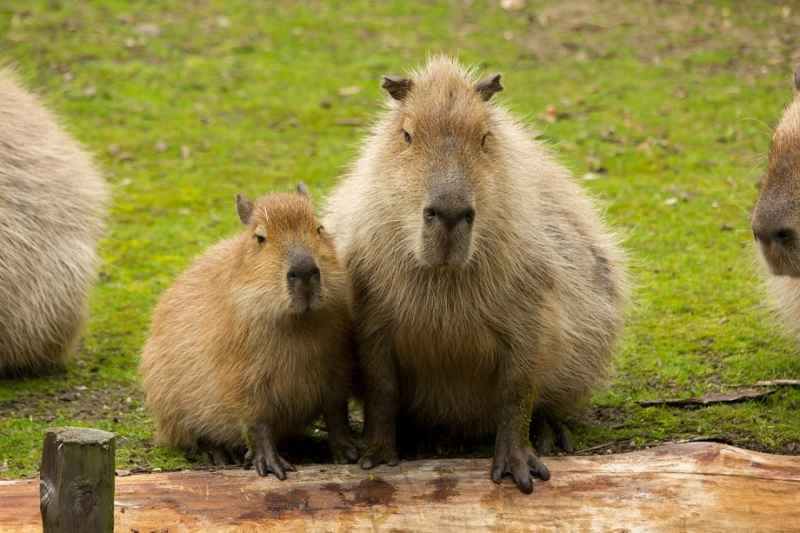 Kapibala: The world's largest rodent