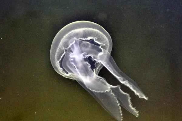 Medusas que no pican - Medusa común