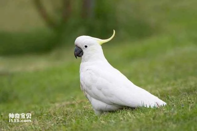 The top ten longest-living birds: which birds have the longest lifespan?