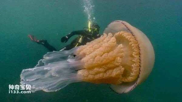 The world's ten most venomous jellyfish, with the top spot held by the world's most poisonous creature.