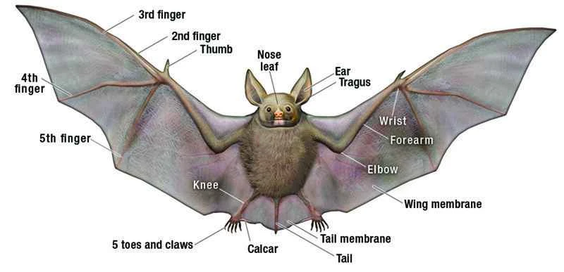 The world's ten most dangerous bats