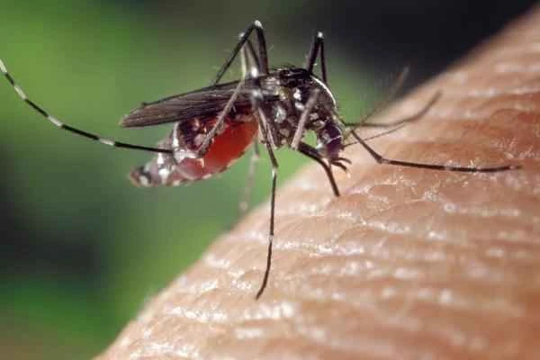 Animales que caminan sobre el agua - Mosquitos (Aedes aegypti)