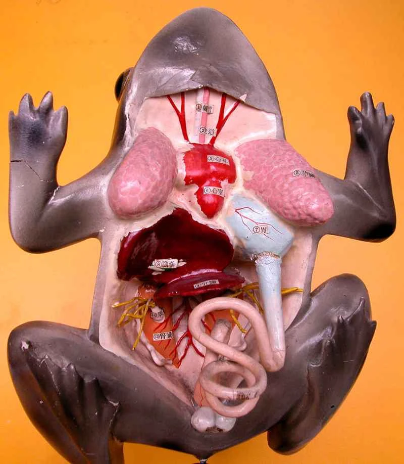 How do frogs breathe? A comprehensive analysis of the multiple breathing methods of frogs.