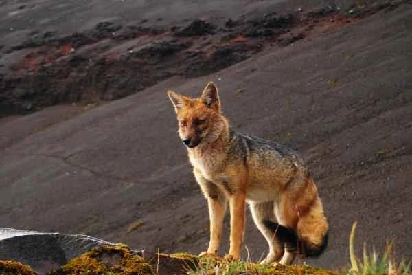 Tipos de zorros - Zorro culpeo (Lycalopex culpaeus)